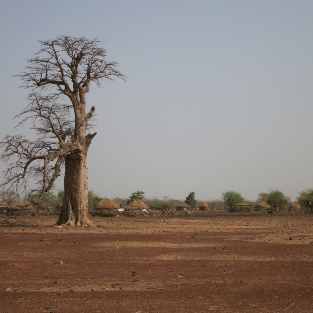 Baobab, Hüttendorf der Peulh