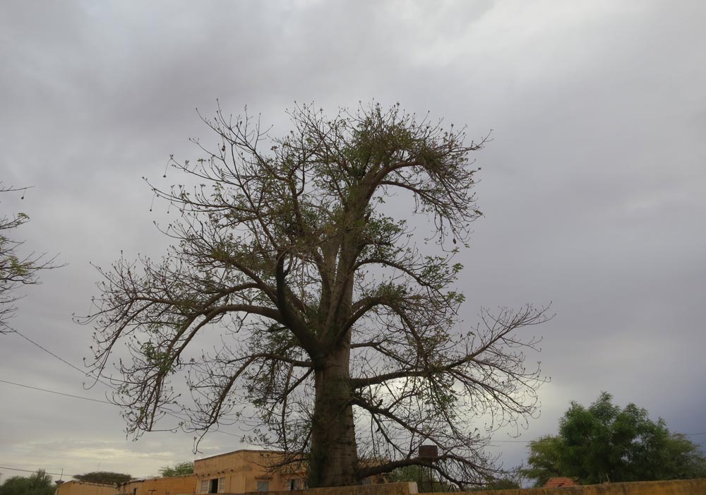 Bamtaare-Baobab am Weg zum Dorf