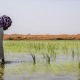 Reisanbau, ein Bild der GEZ, weil die eignen Bilder nicht verwertbar sind