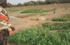 Bamtaare Senegal - Sinthiou großer Garten Juli 2021