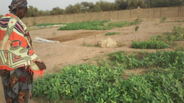 Bamtaare Senegal - Sinthiou großer Garten Juli 2021