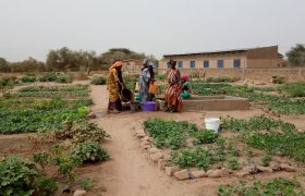 Bamtaare Senegal - Sinthiou großer Garten Juni 2021