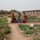 Bamtaare Senegal - Sinthiou großer Garten Juni 2021